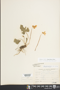 Viola triloba image