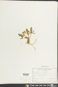 Viola triloba image