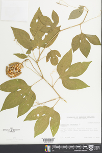 Passiflora incarnata image