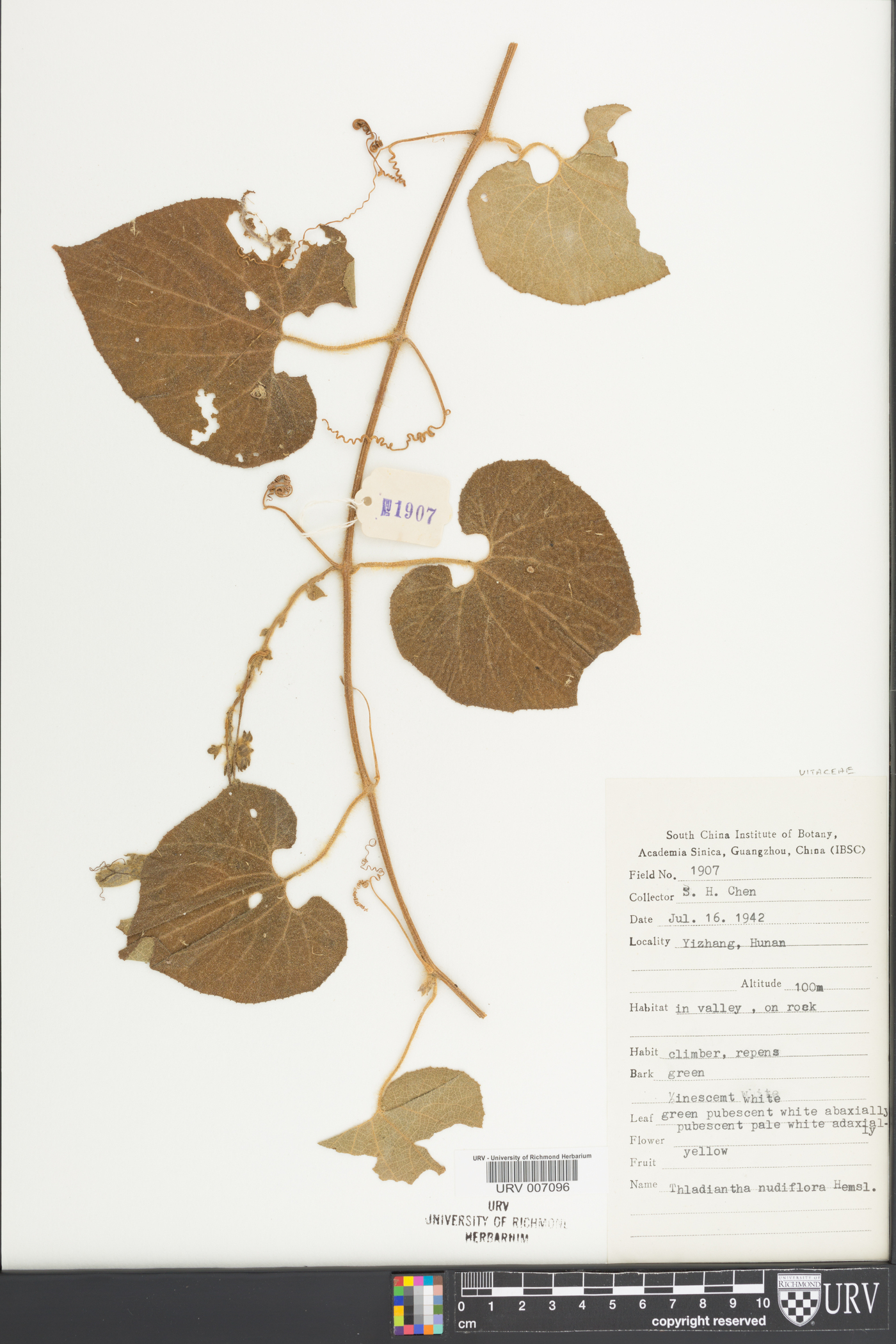 Thladiantha nudiflora image