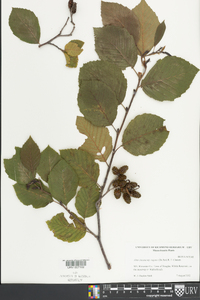 Alnus incana subsp. rugosa image