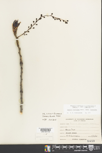 Populus deltoides subsp. deltoides image