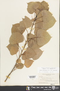 Populus deltoides subsp. deltoides image