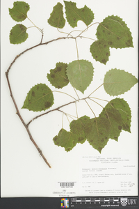 Populus grandidentata image