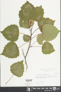 Populus grandidentata image