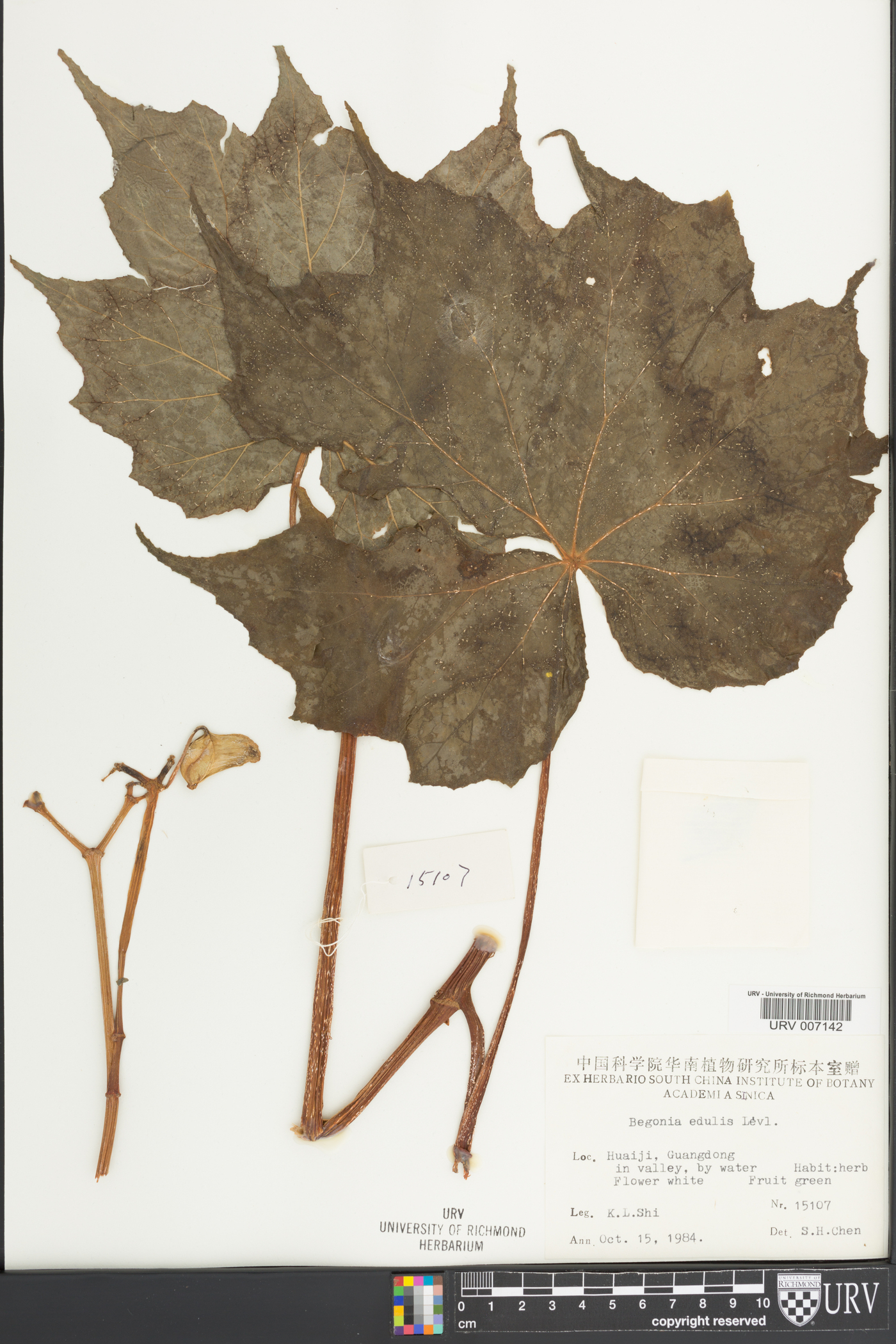 Begonia edulis image