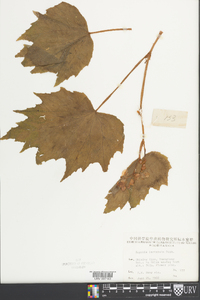 Begonia palmata image