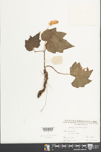 Begonia palmata image