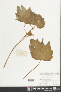 Begonia palmata image