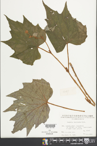 Begonia palmata image