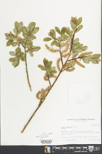 Salix boothii image