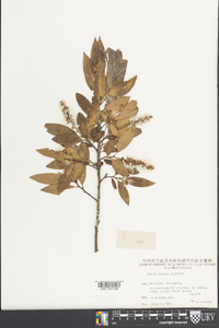 Salix dunnii image