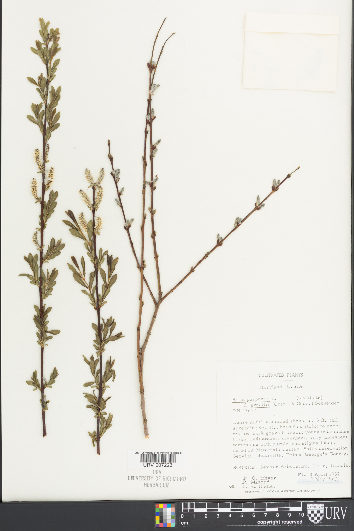 Salix purpurea f. gracilis image