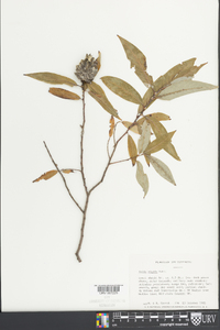 Salix rigida image