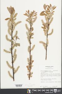 Salix smithiana image