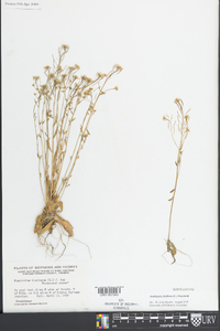 Arabidopsis thaliana image