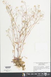 Arabidopsis thaliana image