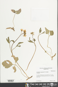 Cardamine angustata image