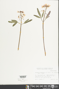 Cardamine angustata image