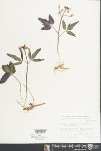 Cardamine angustata image