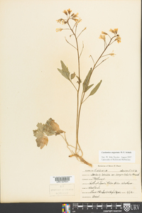 Cardamine angustata image