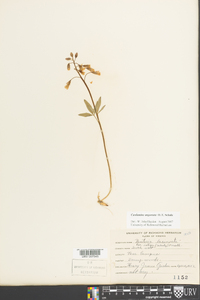 Cardamine angustata image