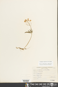 Cardamine angustata image