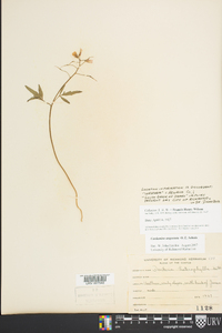 Cardamine angustata image