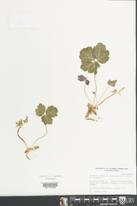 Cardamine angustata image