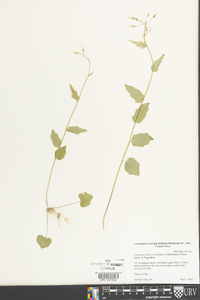 Cardamine bulbosa image