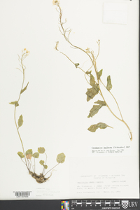 Cardamine bulbosa image