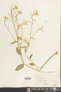 Cardamine bulbosa image