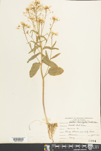 Cardamine bulbosa image