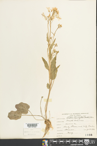 Cardamine bulbosa image