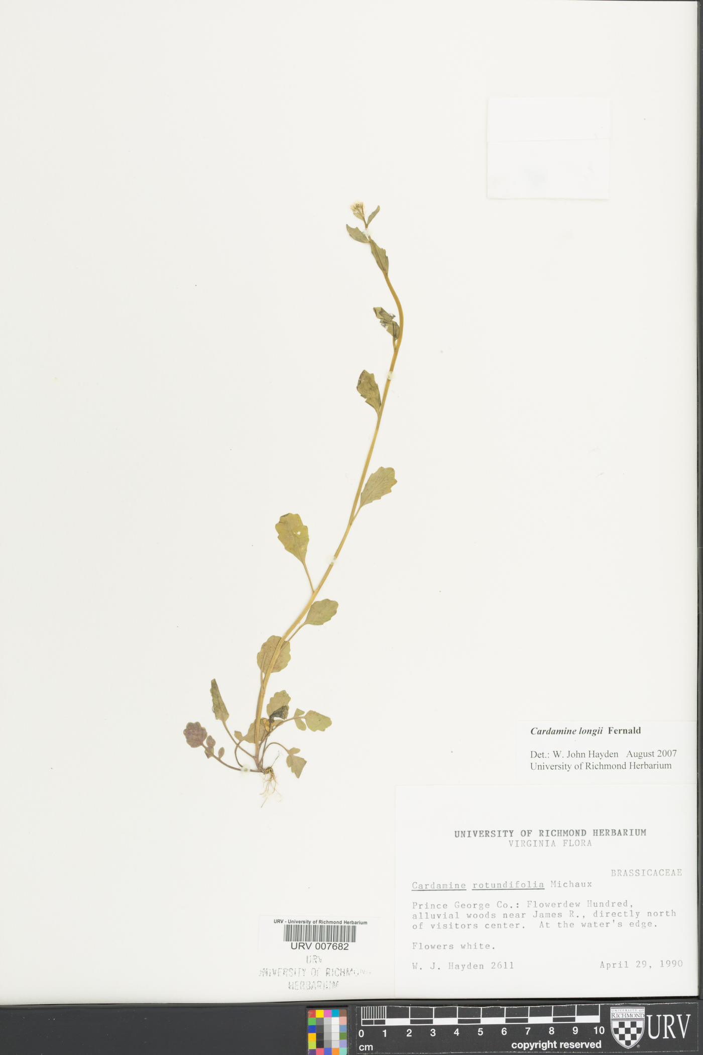 Cardamine longii image