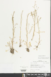 Cardamine parviflora image