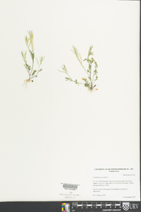 Cardamine parviflora image