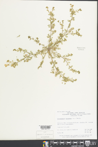 Lepidium didymum image