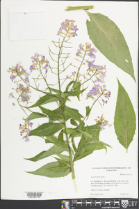 Hesperis matronalis image