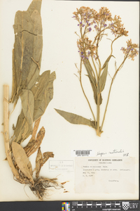 Hesperis matronalis image