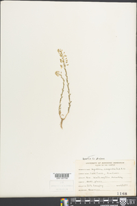 Lepidium campestre image