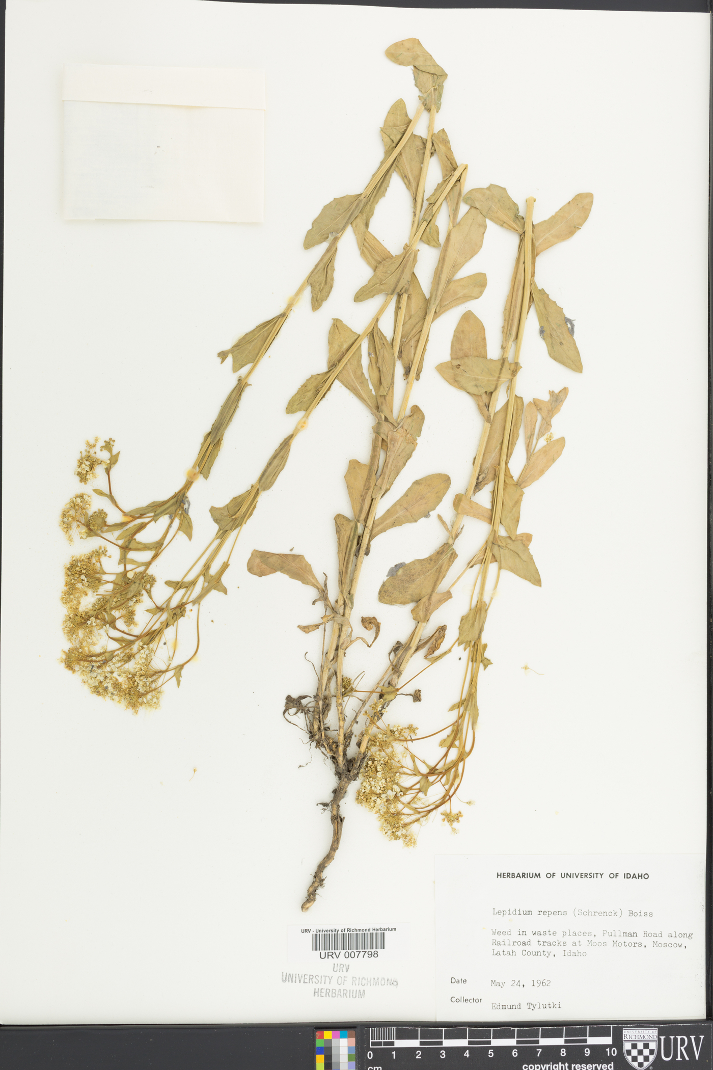 Lepidium chalepense image