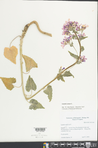 Lunaria annua image