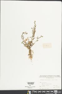 Rorippa cantoniensis image