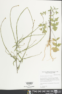 Sisymbrium officinale image