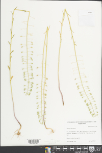 Thlaspi alliaceum image