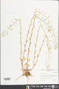 Thlaspi alliaceum image