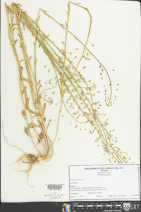 Thlaspi alliaceum image