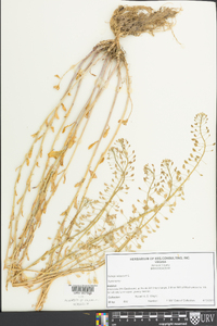 Thlaspi alliaceum image