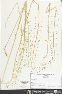 Thlaspi alliaceum image